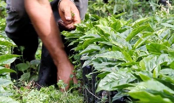 Die Qualität liegt in der Pflanze 100% Arabica Pflanzen aus reinem Hochlandanbau Das Hochland Bei Kaffeeplantagen, die ausschließlich über