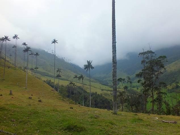 Tag 3 Kaffeedreieck - Valle de Cocora und Salento Kolumbien ist ein Reiseland mit unzähligen, herrlichen Landschaften und zu den schönsten zählt eindeutig das Valle de Cocora.