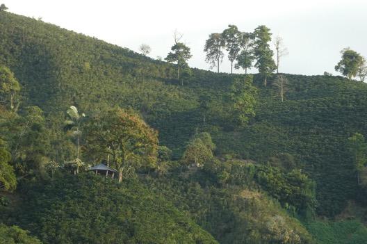 . steil ist der Hang ziemlich steiler Hang mit Kaffeepflanzen Felipe erklärt die Arbeitsschritte der Kaffeeverarbeitung,
