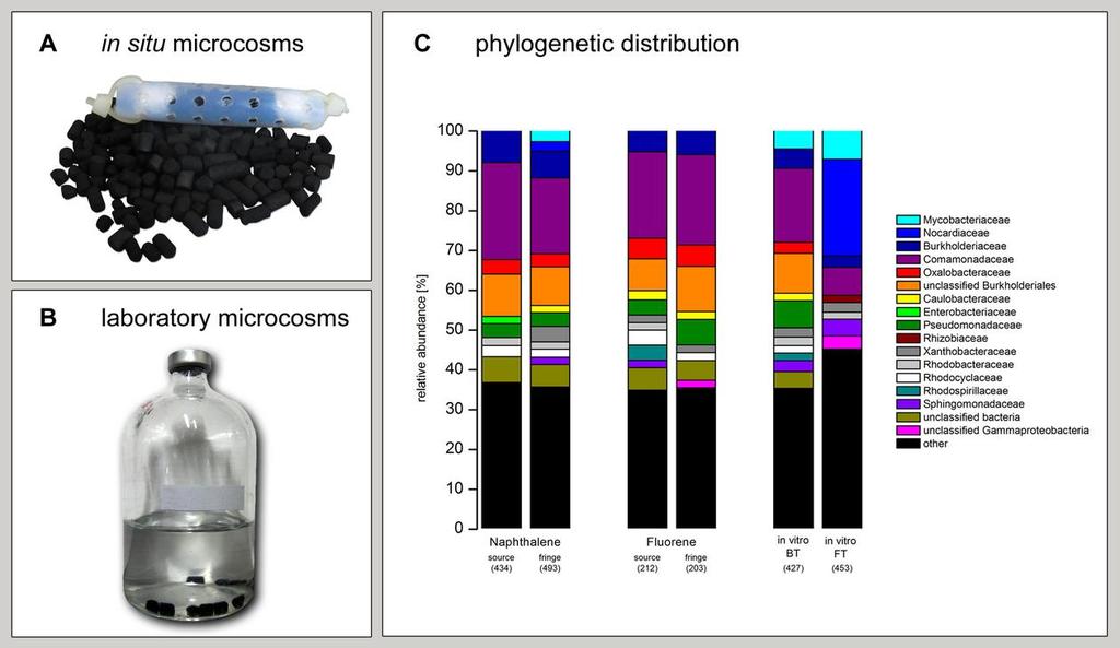 harakterisierung der mikrobiellen Gemeinschaften Metaproteomanalyse Dominanz von Burkholderiales, Actinomycetales und Rhizobiales SEITE 23 Herbst et al.