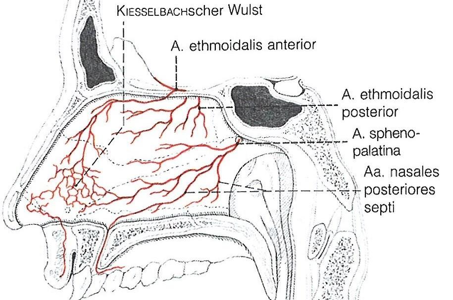 Lymphgefäße: Die Lymphe des hinteren Versorgungsgebietes mündet einerseits in die Lymphbahnen des weichen Gaumens und der seitlichen Rachenwand, andererseits drainiert sie in die kranialen tiefen