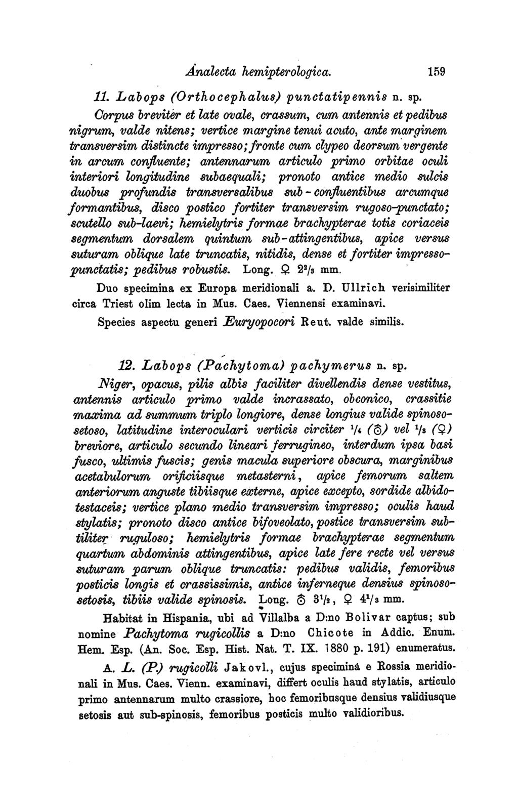 Analecta hemipterologica. 119 11. Labops (Orthocephalus) punctatipennis n. sp.