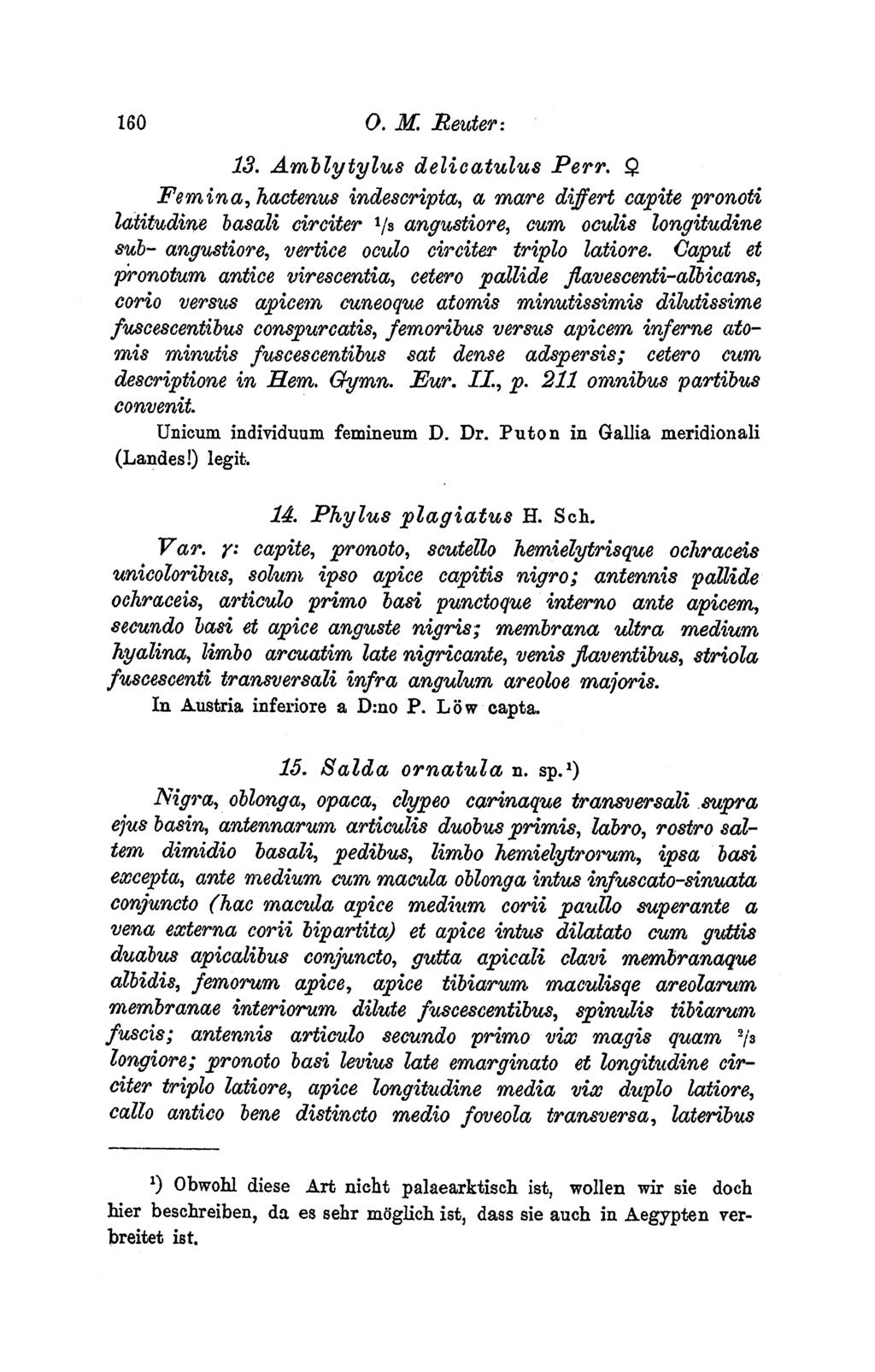160 O. M. Reutfer: 13. Amblytylus delicatulus Perr.