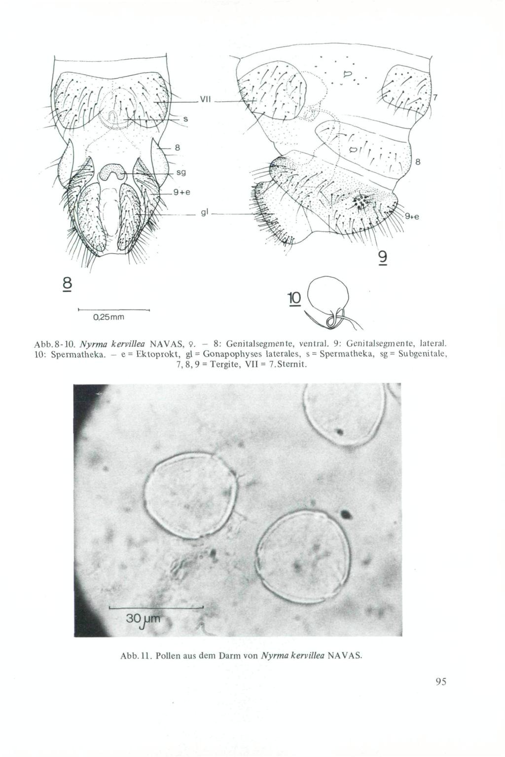 8 0,25 mm Abb. 8-10. Nyrma kervillea NAVAS, 9. - 8: Genitalsegmente, ventral. 9: Genitalsegmente, lateral. 10: Spermatheka.