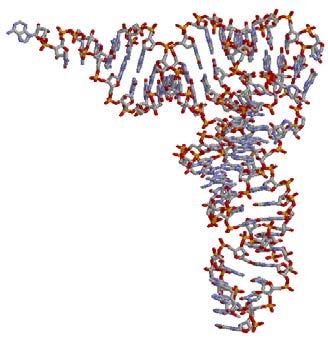 Wie der Name besagt, enthält die Ribonukleinsäure den Zucker Ribose, der noch die 2 -OH-Gruppe enthält, die der DNA (= Desoxyribonukleinsäure) fehlt.