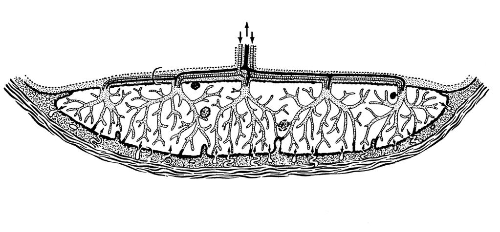 Plazenta gravider Uterus Plazentazotte 4.