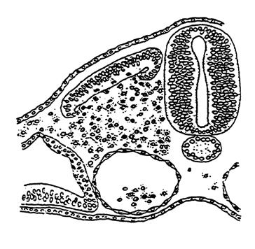 Mesoderm parietale Mesodermschicht 20.