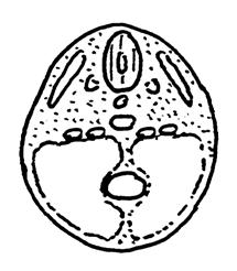 Herzschlauch Neuralrohr Allantois 28 d Lungenknospe Leberknospe Mitteldarm Spinalganglion Aorta Herz