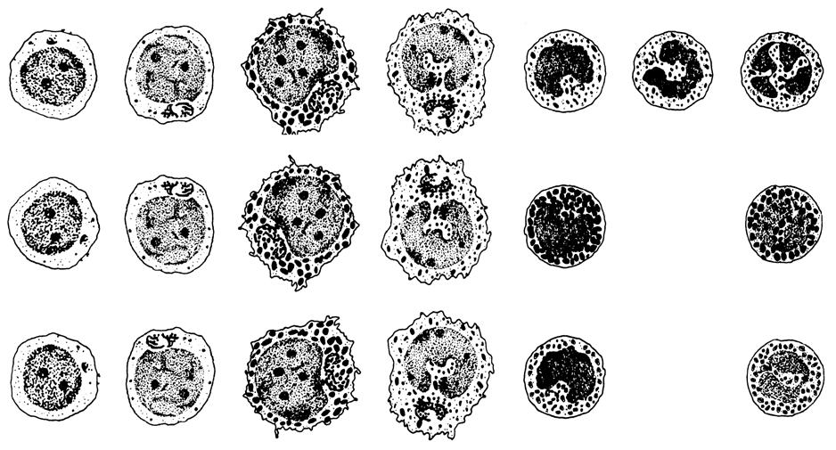 Knochenmark I Stroma Lipozyt Makrophage Adventitia- Zelle Sinusoid retikuläre Faser fibroblastische Retikulumzelle Granulopoese CFU- GM Myeloblast Promyelozyt