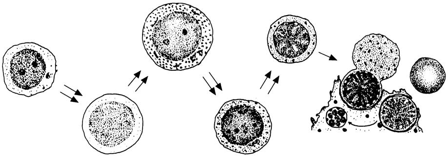 Makrophage Proerythroblast Monopoese Makrophage CFU-GM Monoblast