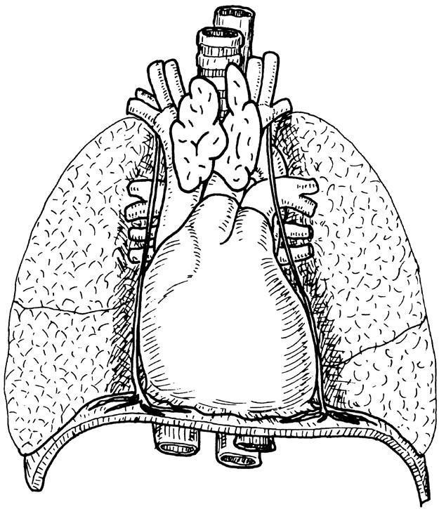 Herz I Trachea Oesophagus Thymus Lunge Topographie Herzbeutel V. cava inf. Aorta Oesophagus Zwerchfell Mediastinum Aussenansicht V. cava sup.