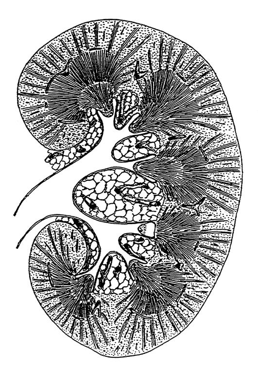 Rindenlabyrinth Markstrahlen A. interlobaris (Segmentarterie) Papilla renalis 2 A.