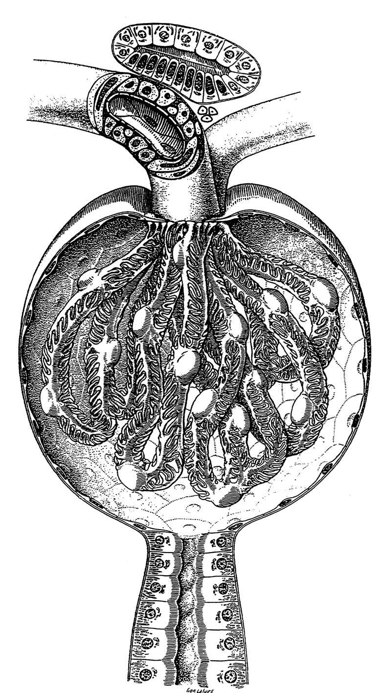 Nierenkörperchen I Glomerulus Bowman-Kapsel distaler Tubulus Macula densa 2 1 Arteriola afferens Granulierte Zellen (Renin-Granula) Arteriola efferens extraglomeruläre Mesangium-Zellen Gefässpol 3