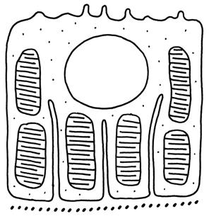 Tubulus und Sammelrohr distaler Tubulus - Mikrovilli - Basallabyrinth - Mitochondrien