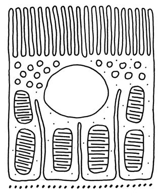 Basallabyrinth - Mitochondrien intermediärer Tubulus Skript Anatomie und Physiologie I
