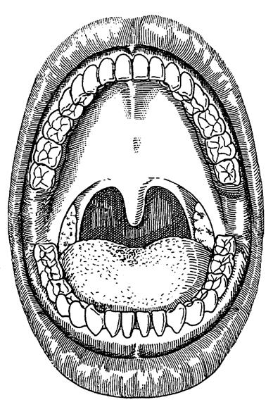 Mundhöhle und Speicheldrüsen I A Mundhöhle B Speicheldrüsen 1 2 3 4 Gaumen Uvula Zunge