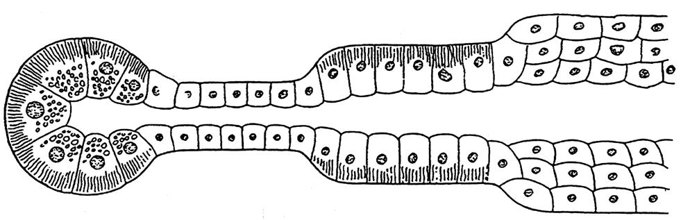 Dentin Gingiva Zement Pulpa (Nerv, Blutgefässe) Alveolarknochen Periodontium Zahnformel Zahn- und Zahnhalteapparat