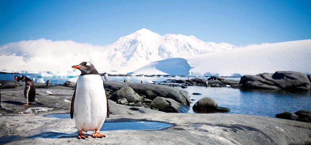 Falkland Südgeorgien Antarktische Halbinsel Mike Matas/iStock Auf unserer ausführlichen und umfassenden antarktischen Kreuzfahrt im Südatlantik wandeln wir auf den Spuren der legendären Expedition