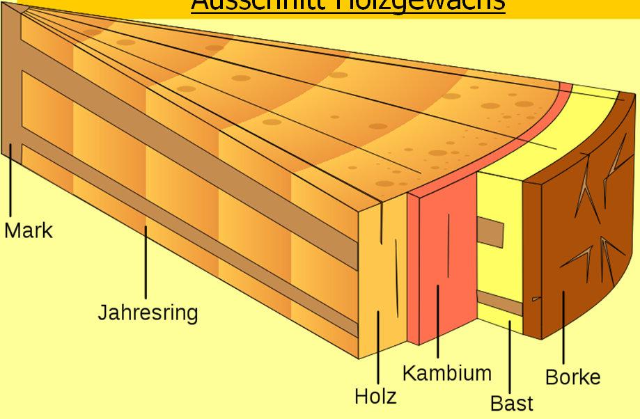 Gewebeaufbau Holz Rebe NUR DAS KAMBIUM KANN GEWEBE BILDEN Kambium = Wachstumsschicht Ausschnitt