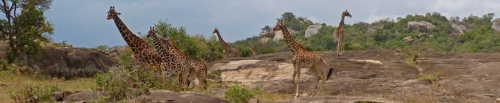 Reiseroute: Arusha NP - Duluti-Kratersee - Lake Manyara NP Esilalei - Vulkan Ol Doinyo Lengai - Natron-See Serengeti - Ngorongoro Krater - Tarangire NP Reiseverlauf: 1.