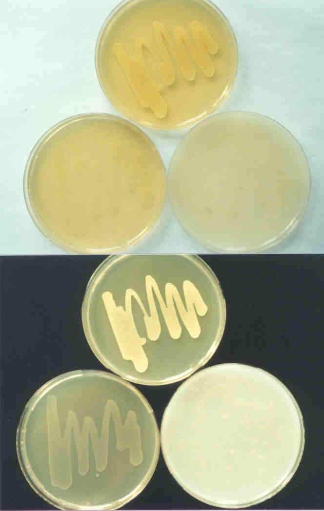 Compendium of ctinobacteria from Dr. Joachim M.