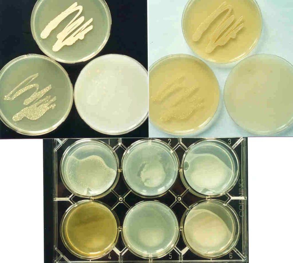 Compendium of ctinobacteria from Dr. Joachim M.