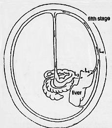 Nemathelminthes (Rund-, Schlauchwürmer) 30 Ca. 90 120 Tage p. i. entwickeln sie sich zu Präadulten (L5) und adulten Stadien.