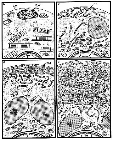 Nemathelminthes (Rund-, Schlauchwürmer) 64 Nach der Kopulation 34 40 Stunden p. i. werden von jedem Weibchen ca. 10 000 L1 innerhalb von 6 Wochen geboren.