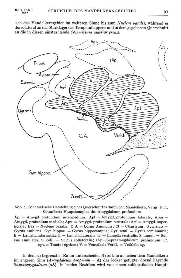 Bd. 3, Heft 1 1957 STRUKTUR DES MANDELKERNGEBIETES 57 sich das Mandelkerngebiet im weiteren Sinne bis zum Nucleus basalis, während es dorsolateral an das Marklager des Temporallappens und in dem