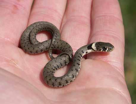 Abb. 48: Juvenile Ringelnatter. Foto: Roland Proess. Feindabwehr hat die Schlange verschiedene Verhalten.