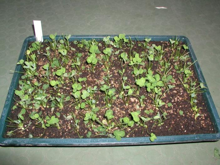 (2005) stellt eine Abhärtung der Rotkleepflanzen durch tiefere Temperaturen vor der Inokulation eine Voraussetzung für ein differenziertes Ergebnis hinsichtlich der Kleekrebsresistenz verschiedener