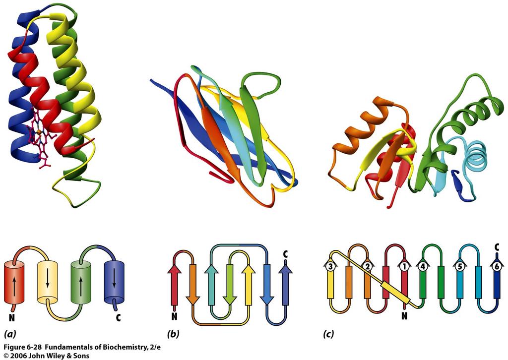 In globulären Proteinen kommen sie kombiniert in verschiedenen Verhältnissen und Kombinationen vor. z.b. Cyt b562 nur a-helices Immunglobulin Fold nur b-faltblätter Die meisten Proteine haben beides wie z.