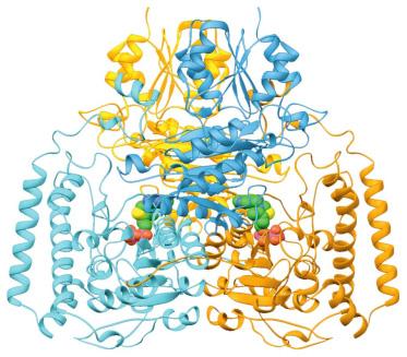 Die Struktur von E1 Neben PDC noch andere sehr ähnliche Multienzymkomplexe: α-ketoglutarat dehydrogenase Komplex (Reaktion 4 im Citrat Zyklus) Verzweigte Ketten α-ketosäure dehydrogenase Komplex