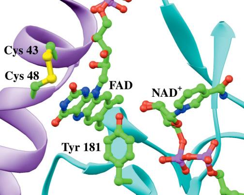 Voet Biochemistry 3e Page 777 X-Ray structure of dihydrolipoamide dehydrogenase (E 3