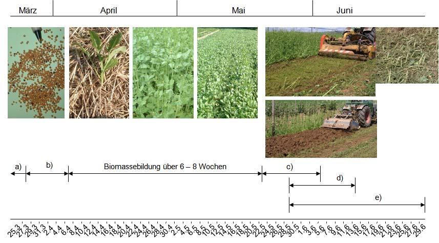 85 Abb. 1: Zeit- und Arbeitsplan für die Erdbeerpflanzung mit Frigos mit der Biofumigationsvariante Brassica juncea (Sareptasenf) als Frühjahrs-Vorkultur.