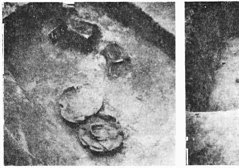 Poškodený náramok z bronzového plechu, členený na obvode vývalkami; p náramku 8,8 cm, hrúbka 0,9 cm (obr. 3: 11). 13. Zlomky náramku z bronzového plechu; hrúbka 0,9 cm (obr. 2: 1). 14.