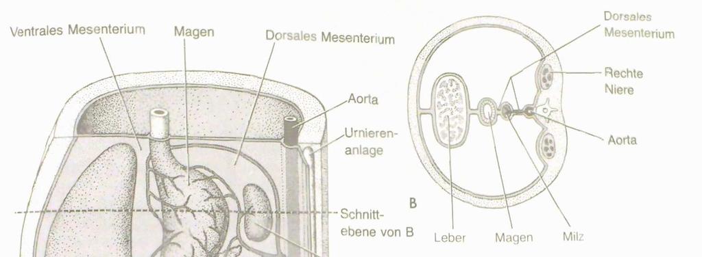 Embryologie: die ventrale und dorsale Mesenterien (= Bauchfellduplikaturen vorne und hinten) umgeben denunter Differenzierung stehenden Magen-Darmtrakt.