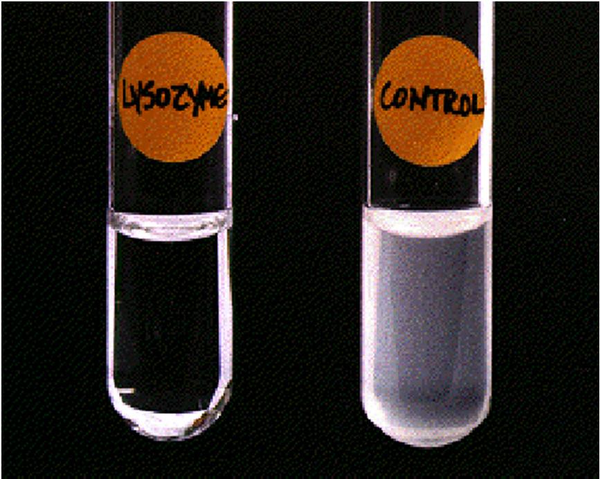 Lösungsansätze: Beispiel Lysozym kommt im Mukus, im Serum und in Makrophagen vor abhängig von