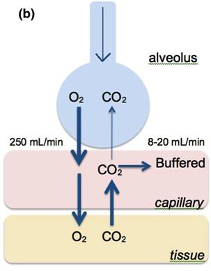 Apnoeische Oxygenation Ø O 2 Aufnahme 250ml Ø CO 2 Produktion 200ml (RQ 0.8) Apnoe: ca.