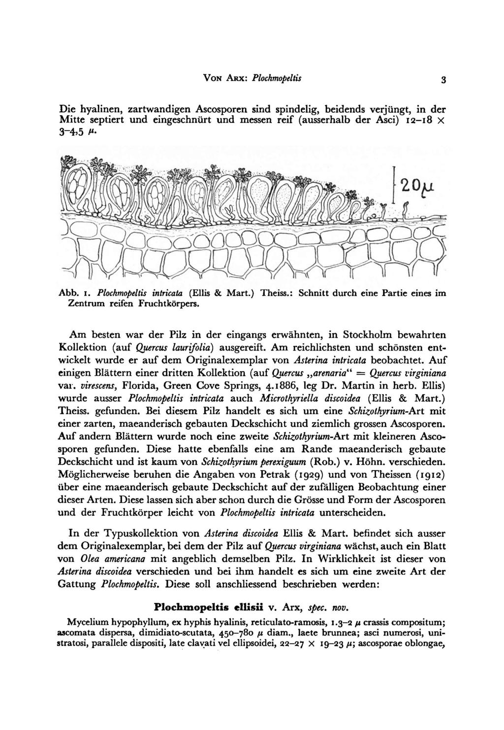 virescens, Von Arx: Plochmopeltis 3 Die hyalinen, zartwandigen Ascosporen sind spindelig, beidends verjüngt, in der Mitte septiert und eingeschnürt und messen reif (ausserhalb der Asci) 12 18 X 3-4.