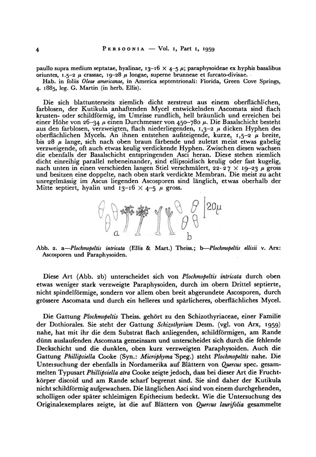 4 Persoonia Vol. i, Part i, 1959 paullo medium supra septatae, hyalinae, 13-16 x 4-5 ß\ paraphysoideae ex hyphis basalibus oriuntes, 1.5-2 /j.