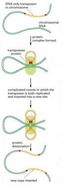 #Replicative transposition! In the course of replicative transposition, the DNA sequence of the transposon is copied by DNA replication.