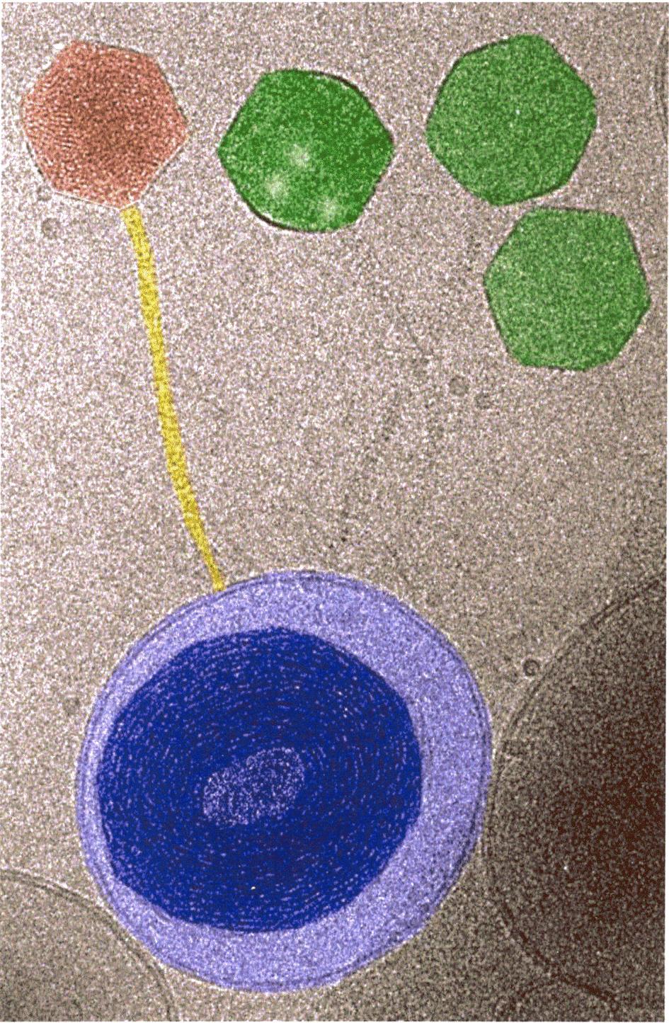 T4 phage injecting DNA into liposomes!