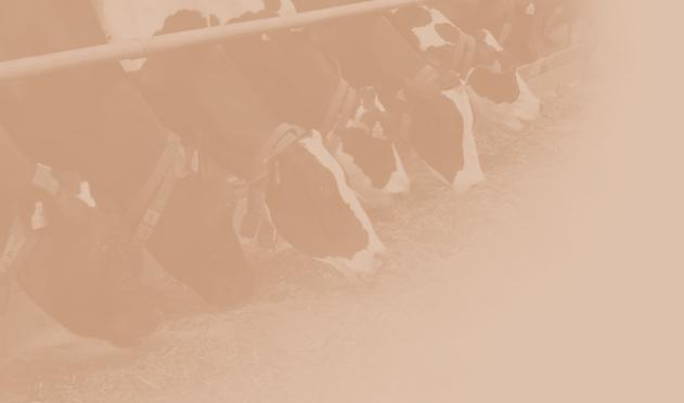 Professionelles Herdenmanage Die Milchproduktion in Deutschland ist gekennzeichnet durch steigende Milchleistungen der Kühe sowie große Wachstumsschritte in den Bestandsgrößen.