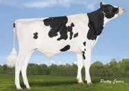 Progenesis WEBSTER P RF Geb.: 17.01.2017 HB-Nr.: NEU aaa: 423 Franchise x Delta V: Rodgers V: Mogul Ri-Val-Re Delta Wing P n.v. Ri-Val-Re Ehardt Teena P VG-88 von Earnhardt 1. La.: 12.