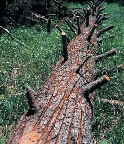 bleibt eine zeitlang erhalten - Die Beschattungswirkung nimmt langsam ab, dies ist vor allem für das Begünstigen von Schattenbaumarten wie Tanne oder Buche günstig.
