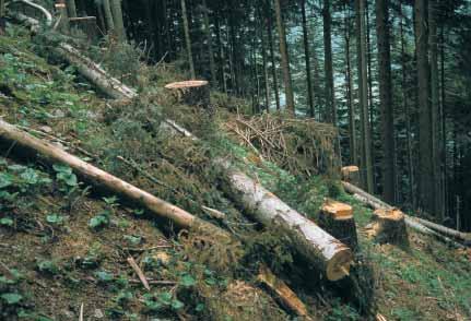 A 4 Hilft liegendes Holz, Steinschlag zu bremsen oder aufzuhalten? Die Wirkung des liegenden Holzes ist abhängig von der Lage innerhalb des Steinschlaggebietes.