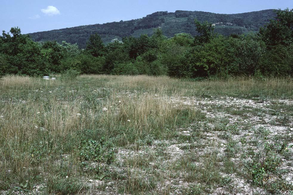 Magerwiesen und Schotterflächen. NSG Reinacher Heide, Mitte-Nord, Westrand. Aufnahme: 23. Juli 1989. Heuschrecken: Artenliste Reinacher Heide um 1980 (nach Eglin, Moor et al.