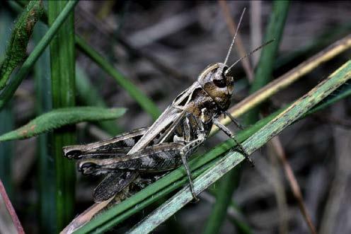 (Metrioptera bicolor) -