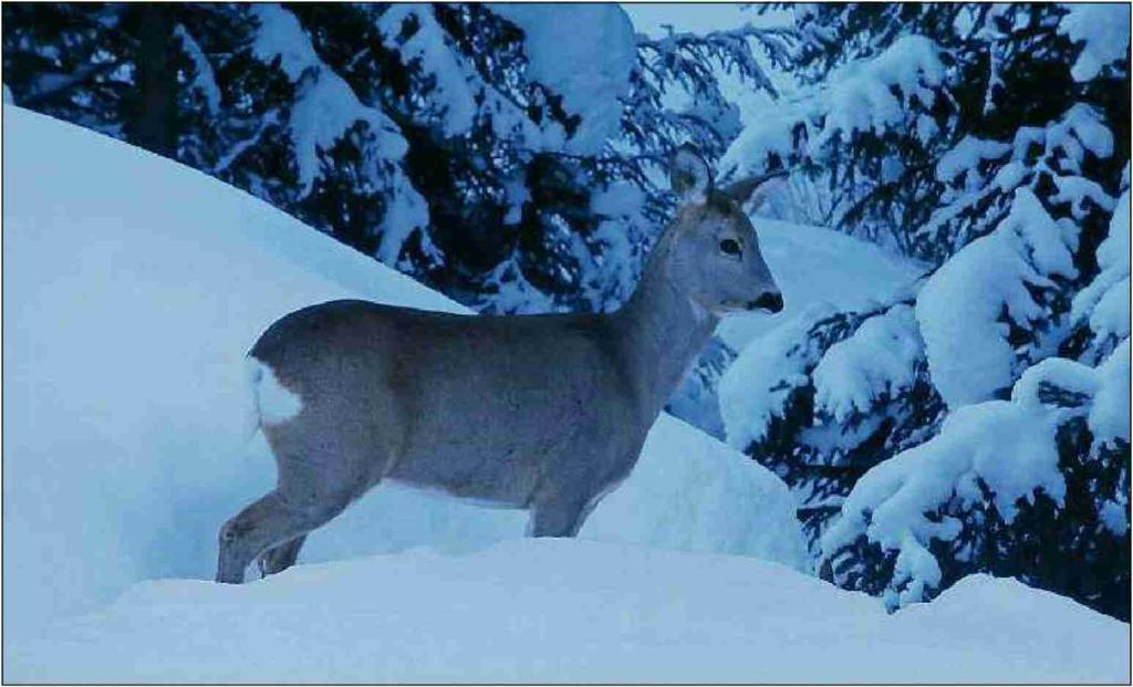 Das Wild braucht winters vor allem Ruhe Die Fütterung von Wildtieren schadet Wild und Wald und wird ab Winter 2017/18 für Schalenwild verboten.